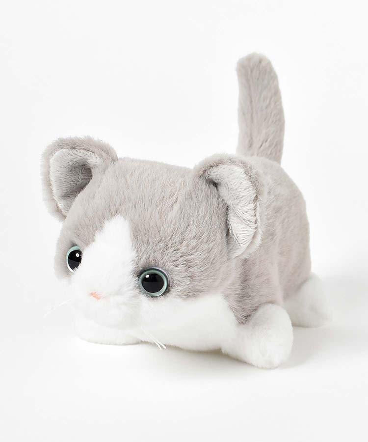 ショートレッグぽちゃ