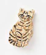 Noisettes(茶トラ）