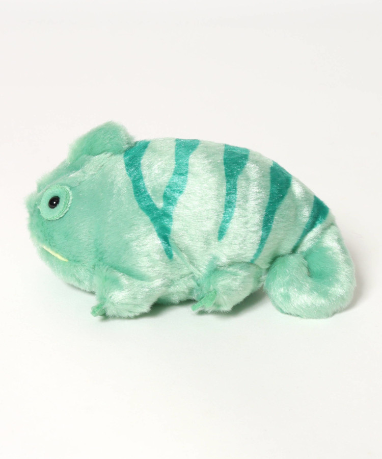マダガスカルぽちゃ