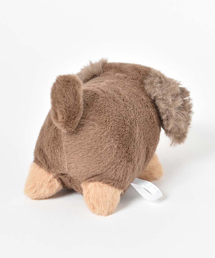 ショートレッグぽちゃ