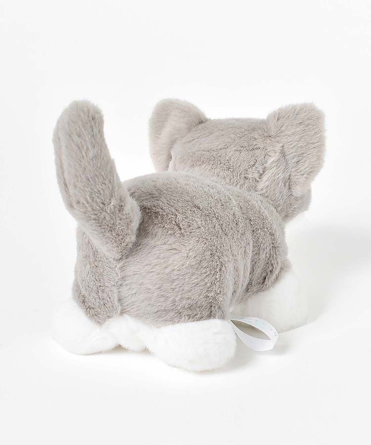 ショートレッグぽちゃ