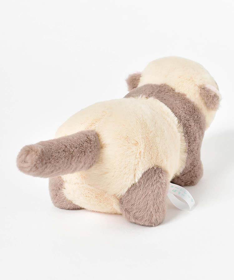 ショートレッグぽちゃ